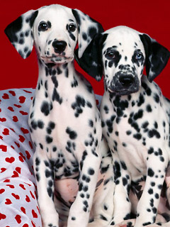 Zwierzęta - Puppy-Love---1600x1200---ID.jpg