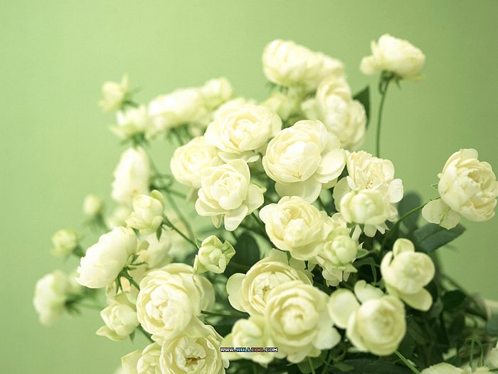 Florystyka -bukieciarstwo - wiązanki ślubne - Floral_Design_1Art_floral_Design_186.jpg