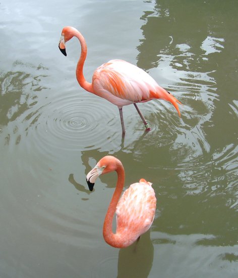 Flamingi - Flamingi_Twoflamingos_tj.jpg