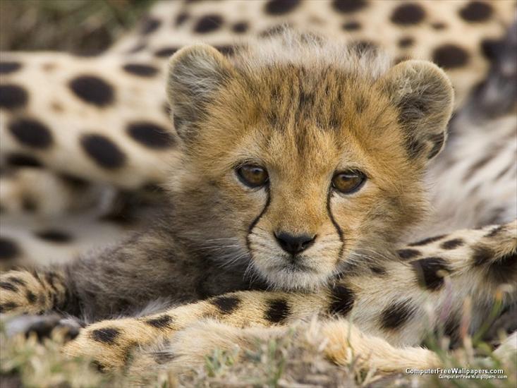 Krajobrazy i inne - Portrait of a Cheetah Cub, Masai Mara Reserve, Kenya.jpg