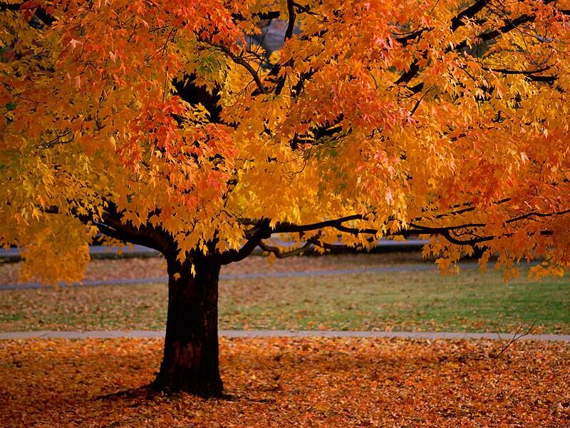 tapety - An Autumn Beauty.jpg