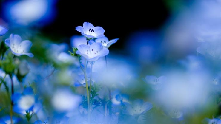 Moje niebieskie - psy-tapety-delikatnych-kwiat-w-niebieski-odcie-ka-kwiaty-187384.jpg
