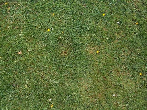 Grass - basic009.jpg