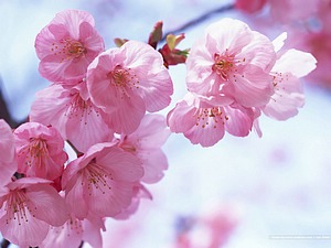 Cherry Blossom - 42.jpg