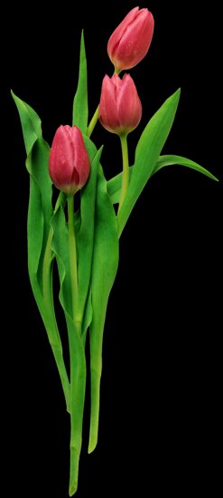  Tulipany  czerwone - 0_10e7a7_ece53238_XXL.png