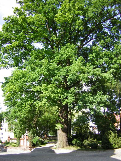 drzewa - DĄB_kościelny.JPG