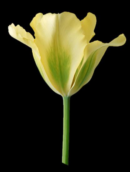 Tulipany - kwiatek 262.png