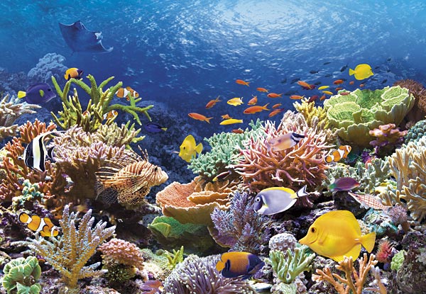 rafa koralowa -  Rafa koralowa.jpg