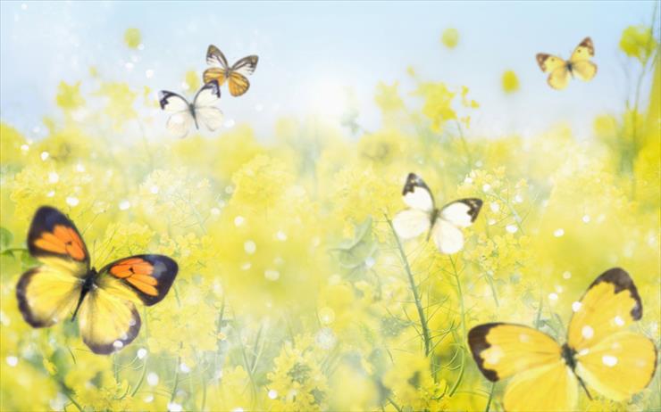 Tapety HD RÓŻNE 4 tysiące - Butterfly_Windows_7_themes.jpg