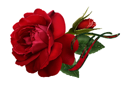 Czerwona róża2 - tc.png