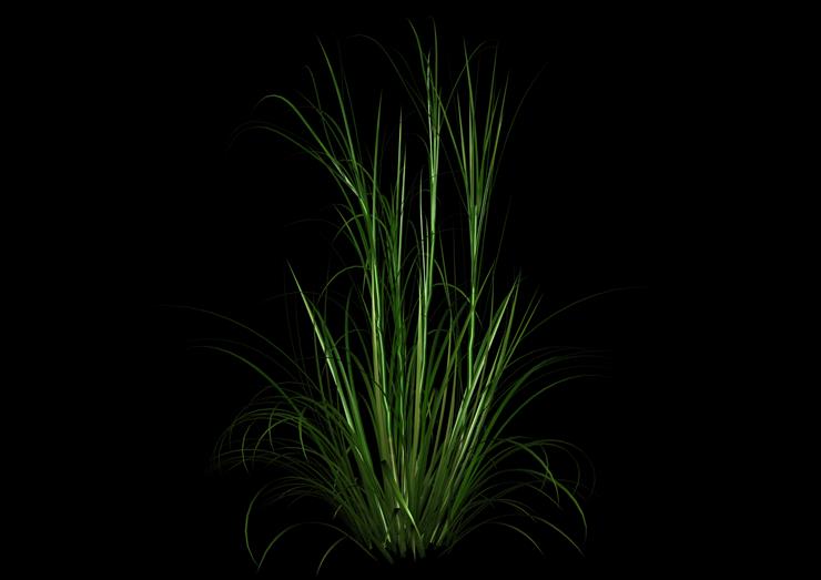 domatorka - Tall Grass-2.png