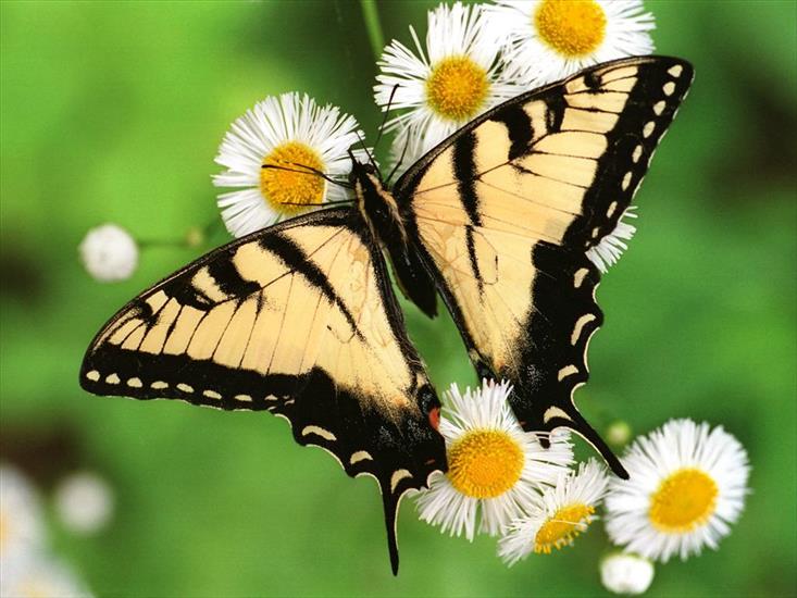 OWADY,PAJĄKI I INNE - tiger_swallowtail_butterfly.jpg