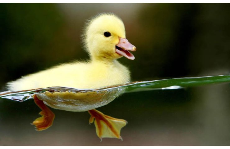 Galeria - adorable-waterproof-baby-duck-floating-on-water.jpg