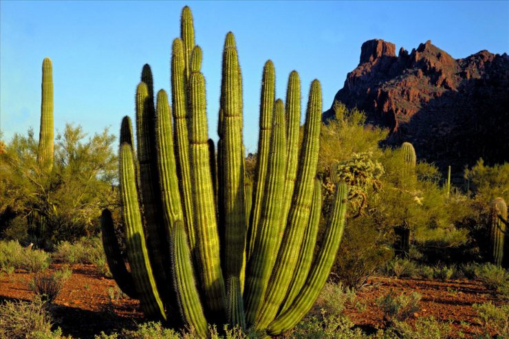 GALERIA-ZDJECIA-USA - Organ Pipe Cactus, Alamo Canyon, Arizona.jpg