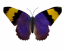 gify - butterfly9.gif