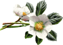 białe - gif-fleurs-qzPNClrQza.gif