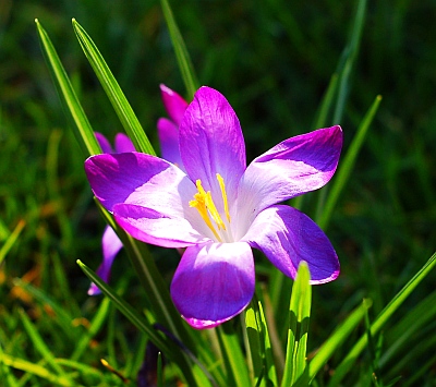 wiosna - 53_violet_crocus.jpg