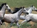 Konie - TN-arabian_stallions.jpg