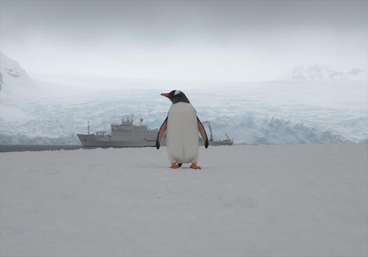  Pingwiny - 0003 - 0995.jpg