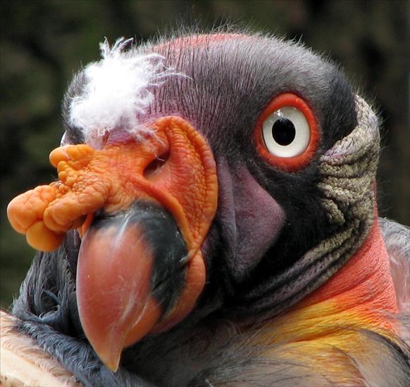 Kondory - Kondor_królewski_Sarcoramphus-papa-king-vulture-closeup.jpg