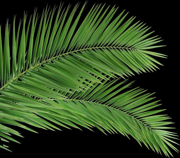 domatorka - Palm leaves 3.png