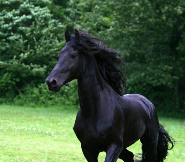 Konie... dumne konie - the-king.jpg