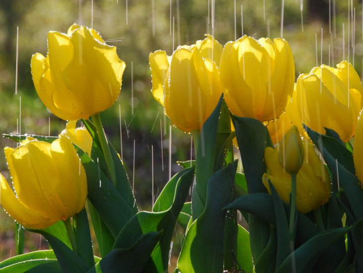 Tulipany - tulipany 13.jpg