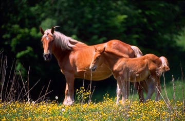 Zwierzęta - konie na Suwalszczyźnie.jpg