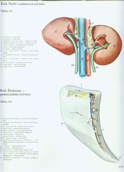 atlas anatomii-tułów - 153.jpg