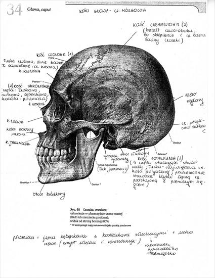 Anatomia - anatomia008.jpg