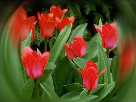 -tulipan-symbol miłości- - tulp.jpg