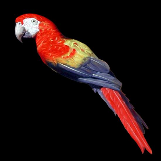 ptaki png - Parrot 12.png