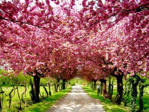 Cherry Blossom - 25.jpg