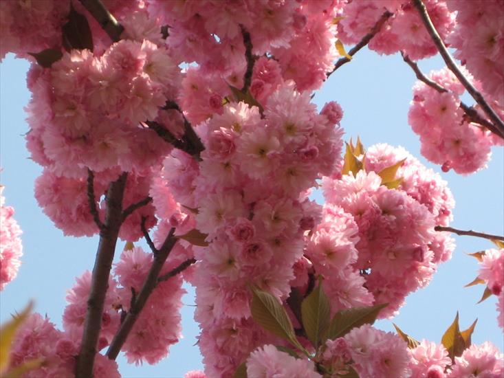 Cherry Blossom - 40.JPG