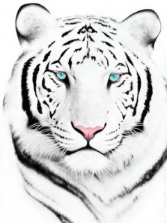 Zwierzęta - White_Tiger2.jpg