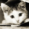 zwierzęta - Kitten3.jpg