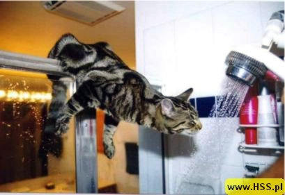 koty na wesoło - kot pod prysznic.jpg