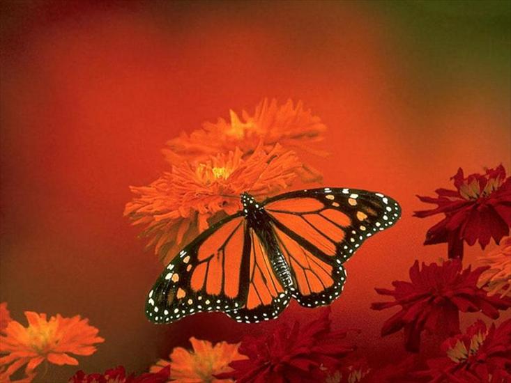 Piękne motyle - motyle_36.jpg
