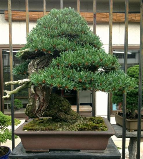   bonsai - najpiękniejsze drzewka - a37b634ef18ce4bf2715644c05c0828f.jpg