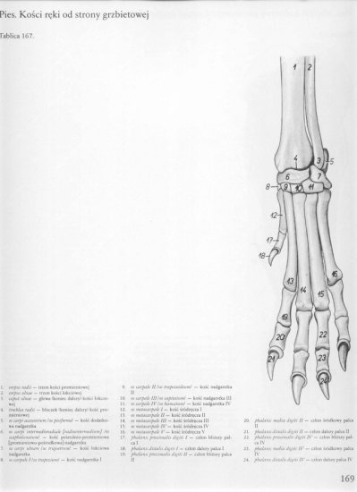 atlas anatomii topograficznej-miednica i kończyny - 163.jpg