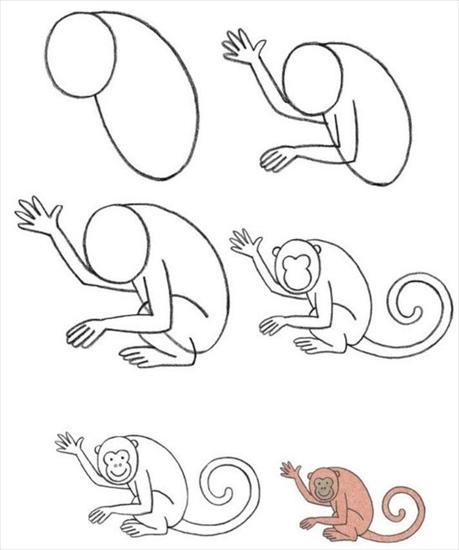Kurs rysunku - Małpa.jpg
