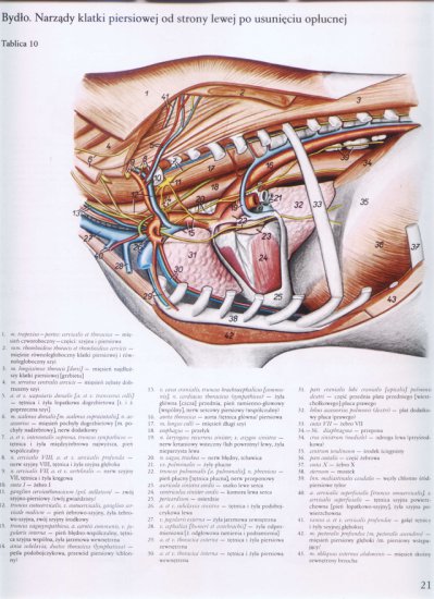 atlas anatomii-tułów - 018.jpg