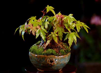 BONSAI - 6494.jpg