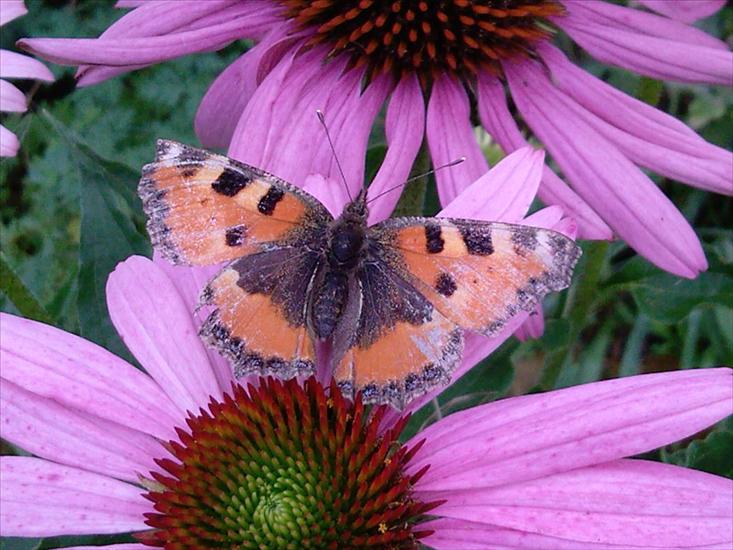 Motyle na kwiatach - M 68.jpg