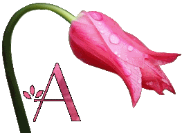 Różowy tulipan - A.gif