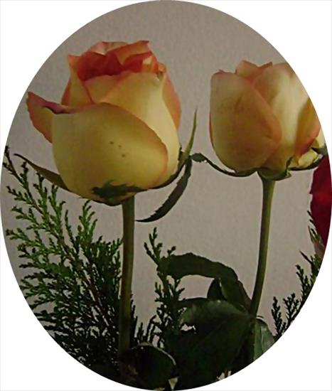 róże 6 - VDFS-crop.jpg