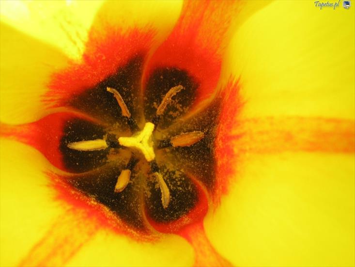 Rosliny - 11232_serce-tulipana.jpg
