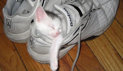    PIES I KOT-wróg czy przyjaciel - kot w butach.jpg