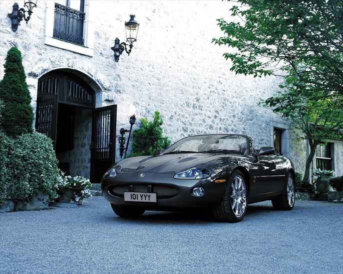 Jaguar - 11.jpg