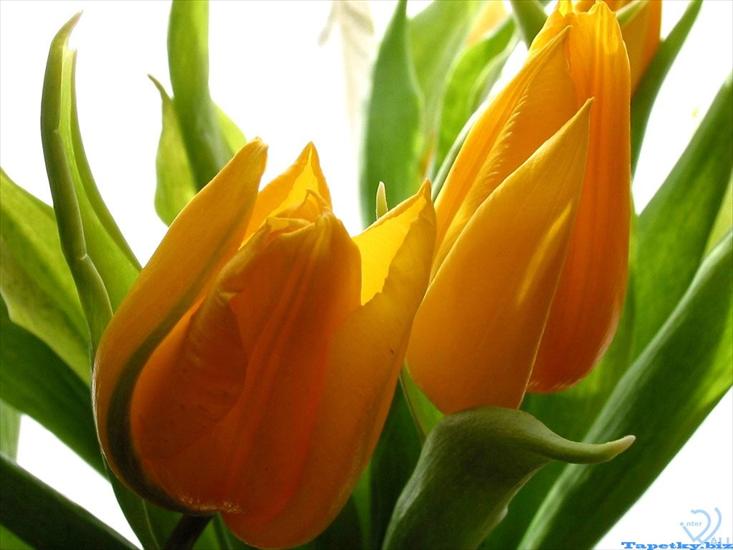 tulipany - tulipany 2 1.jpg